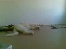 Ennejka playing