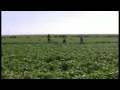 Israeli Soldiers Shooting at Farmers in Abassan Jedida