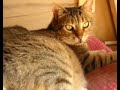 Mar�a, una gata independiente