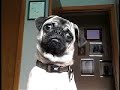 Pug Exercise
