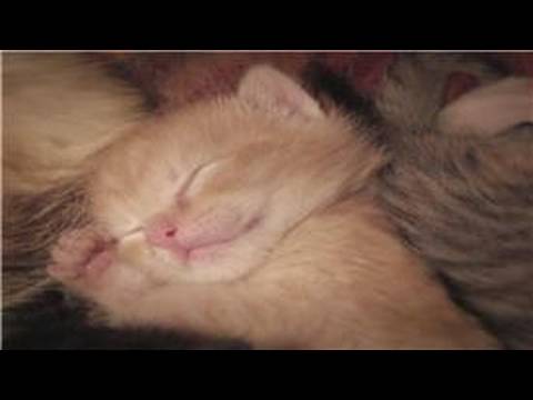 how to treat 8 week puppy for fleas