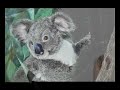 From concept to completion: Koala