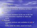 Central-Nervous-Syst