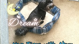Ultimate Dog's Guide to Taking Naps