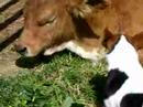 Wilfong Bucking Bulls ~ Pudd\ Wilfong Bucking Bulls ~ Pudd\