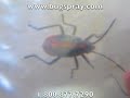 Boxelder Bugs from Nymphs to adults