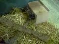 Sugargliders @ Zoo Zajac Duisburg