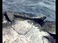 صور من كورنيش الليث