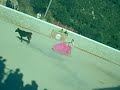 En esta ocasión, Alberto, se arma de valor y le pega cuatro capotazos a la otra vaquilla....ay si hubiera estado Avelina...la vaquila que más se arrima..