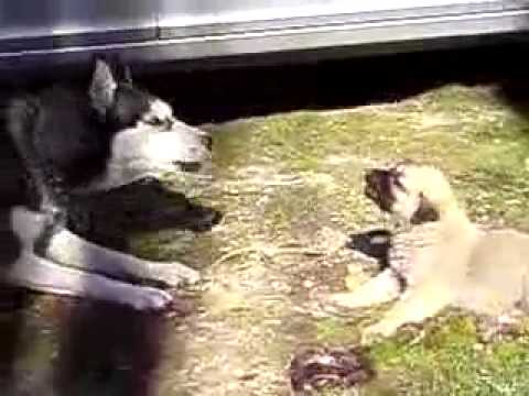 kangal