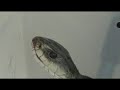 Mega-Taipan