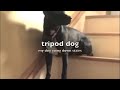 tripod dog
