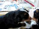 irma bernese mountain dog - puppies 3 weeks old