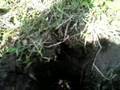 The Monster Crawdad