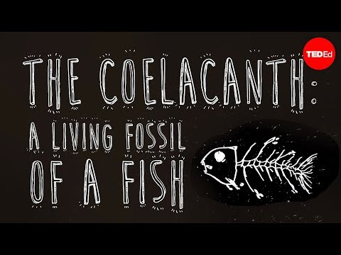 living - View full lesson: http://ed.ted.com/lessons/the-coelacanth-a-living-fossil-of-a-fish-erin-eastwood The coelacanth, a prehistoric fish that was mistakenly thought to have gone extinct at the...