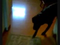Dogbook Movie: Least intimidating dog chase ever