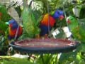 Lorikeet Frenzy