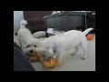 Tug of war