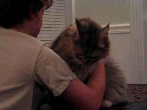 MAINE COON