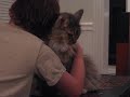 Louie, our precious feline living soul, passed on 1/12/09. He was a svelt 30 pound Maine Coon; big NOT fat. He suffered from asthma and cardiomyopathy, part of what sometimes comes with being the giant male Maine Coon he was. He was only 8 years old. We miss him terribly. Give some stars to Louie if you can. These videos are all we have of him now, and stars mean a lot to my family. He was one of a kind. Long live the King.