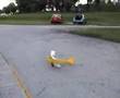 videos de Pat Tritle's 44