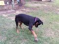 Rottweiler  Playing with Musical Ball