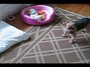 It's a good day --  At The Doggie Nanny -  Small   Dog  Boarding