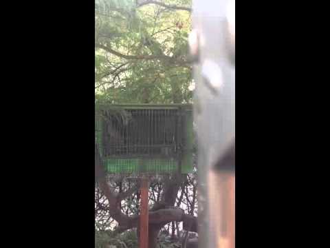 Immagine anteprima YouTube