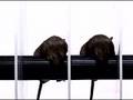 The Science of Transgenic Technology Part 1 of 2