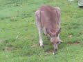 Morisset Hospital Kangaroos