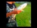 OH PETER catches 4 pounder OH PETER catches 4 pounder