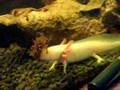 My hungry axolotl