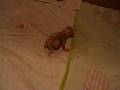 Beyaz giving birth for Rocco - 4 