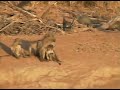 Baboon Cuddles at Pete\ Baboon Cuddles at Pete\