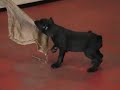 Presa Puppies