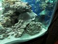 Saltwater Reef tank 220 gallon Part#3 Added temperary light
