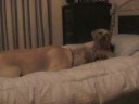 Tuca