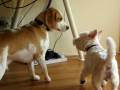 videos de Where Dogs Play All Day