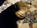 3CoolKats Ep. 41, I\