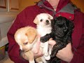 Famille Chihuahua ...