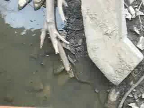 Water Moccasin