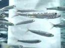 Tube-O-Fish Tube-O-Fish