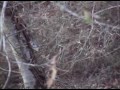 2007 Hunting Season Highlights