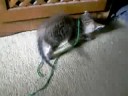 Kitteh