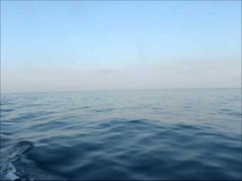 Whales, Dolphins and Icebergs!
