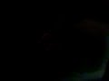 tortuga caiman.mp4
