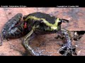 Rio Negro-El Topo Herpetofauna.avi