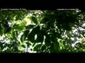 Rio Negro-El Topo Herpetofauna.avi