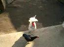 Chicken? Chicken?