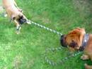 al et curtis:tire a la corde